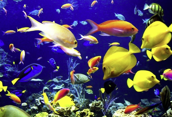 Aquarium Solutions
